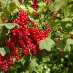 A legtöbben rosszul metszik a ribizlit: ne nyúlj hozzá metszőollóval, amíg nem tájékozódsz