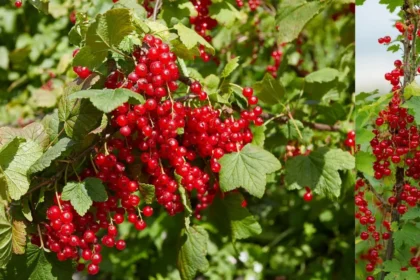 A legtöbben rosszul metszik a ribizlit: ne nyúlj hozzá metszőollóval, amíg nem tájékozódsz