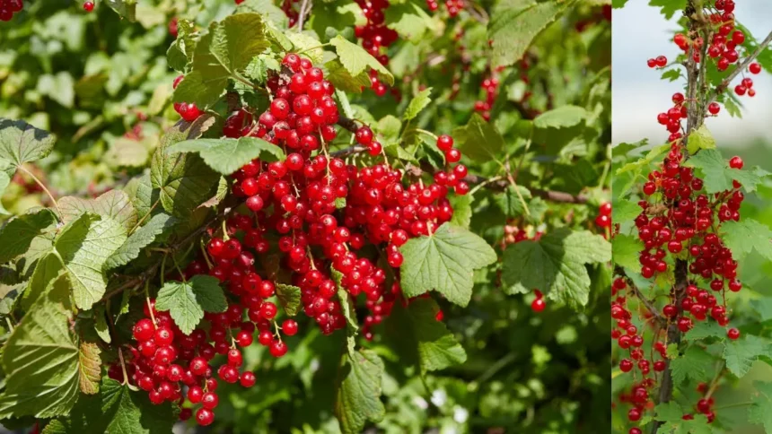A legtöbben rosszul metszik a ribizlit: ne nyúlj hozzá metszőollóval, amíg nem tájékozódsz
