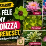 A jósnő szerint ez a 6 féle növény bevonzza a szerencsét, a magyarok mégsem ültetik