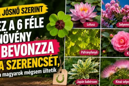 A jósnő szerint ez a 6 féle növény bevonzza a szerencsét, a magyarok mégsem ültetik