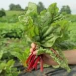 A magyarok alig termesztik ezt a 3 zöldséget, pedig ezekben van a legtöbb vitamin
