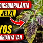 A paradicsompalánta ezzel jelzi, hogy súlyos tápanyaghiánya van