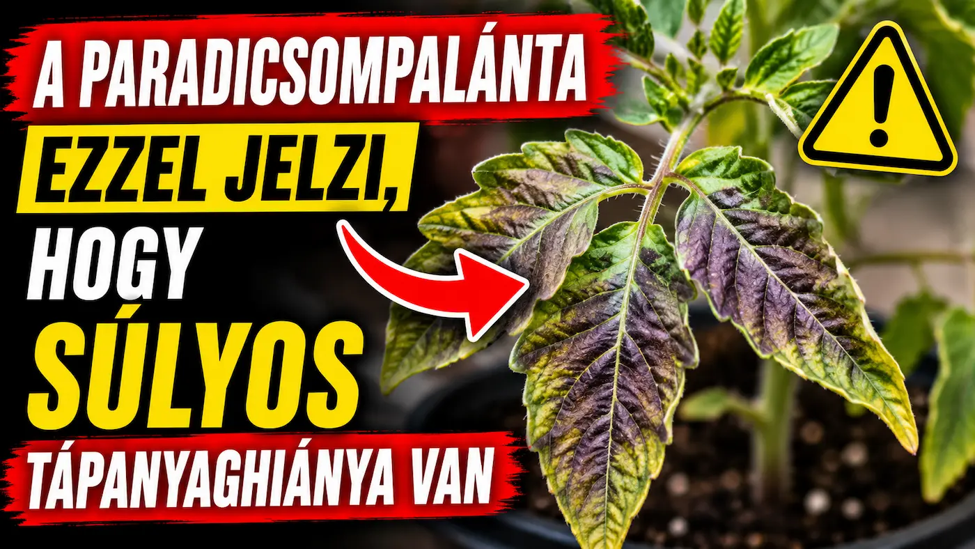 A paradicsompalánta ezzel jelzi, hogy súlyos tápanyaghiánya van