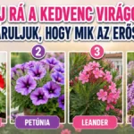 Bökj rá a kedvenc virágodra, és eláruljuk, mik az erősségeid – meglepően sokat elárul rólad a választásod