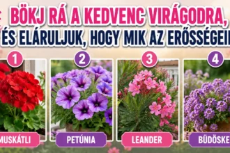 Bökj rá a kedvenc virágodra, és eláruljuk, mik az erősségeid – meglepően sokat elárul rólad a választásod
