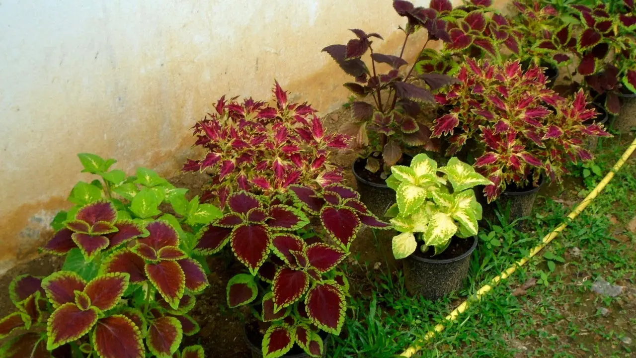 Ezeket a virágokat ültesd a vacak muskátli és petúnia helyett, Győrben és Sopronban már trendi, viszont Nyíregyházán egyáltalán nem látni az erkélyeken