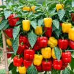 Ezt a 6 gyakori hibát követik el a magyarok, és ezért nem nő meg a kertjükben a paprika