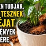 Kevesen tudják, hogy miért tesznek sok kertészetben fahéjat a növények földjére