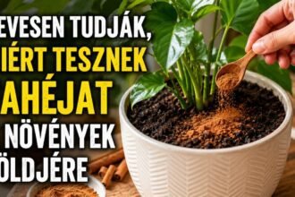 Kevesen tudják, hogy miért tesznek sok kertészetben fahéjat a növények földjére