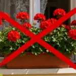 Rengetegen kidobják a kukába a muskátlit, és inkább ezt a sokkal szebb, igénytelenebb növényt ültetik helyette