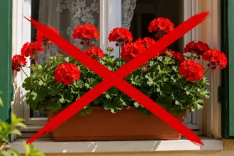 Rengetegen kidobják a kukába a muskátlit, és inkább ezt a sokkal szebb, igénytelenebb növényt ültetik helyette