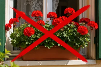 Rengetegen kidobják a kukába a muskátlit, és inkább ezt a sokkal szebb, igénytelenebb növényt ültetik helyette