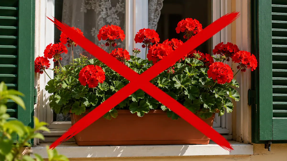 Rengetegen kidobják a kukába a muskátlit, és inkább ezt a sokkal szebb, igénytelenebb növényt ültetik helyette