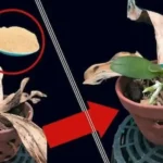Így mentheted meg a haldokló orchideádat: ettől újra virágba borul