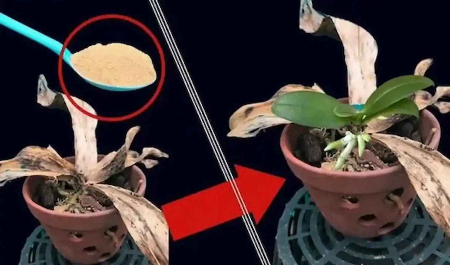 Így mentheted meg a haldokló orchideádat: ettől újra virágba borul