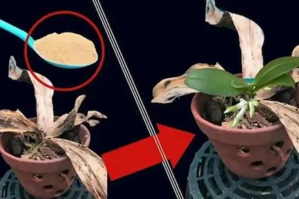 Így mentheted meg a haldokló orchideádat: ettől újra virágba borul