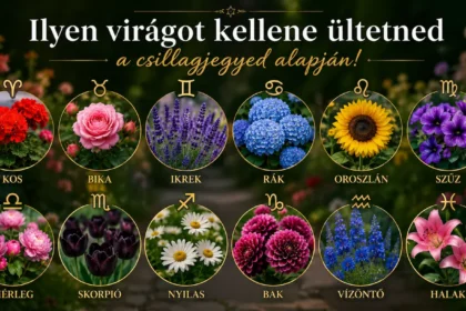 Ilyen virágot kellene ültetned a kertedben a csillagjegyed alapján!