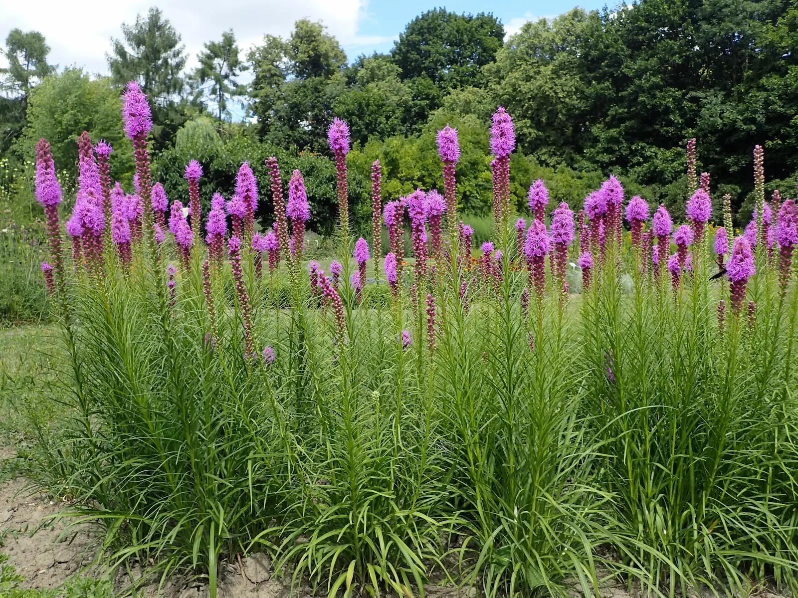 Hasonlít az orchideára, viszont ez a növény imádja a kánikulát és a meleget, a magyarok mégsem tartják