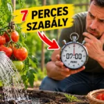 szlovák kertészek furcsa paradicsom locsolási trükkje terjed Magyarországon