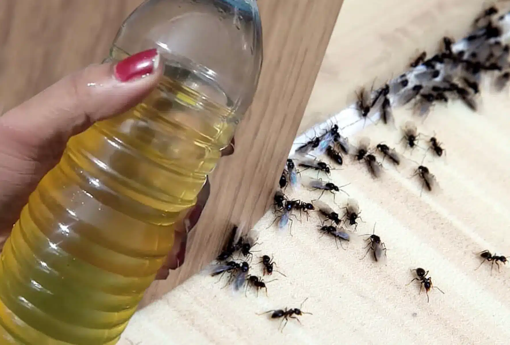 7 bevált házi praktika, amik elűzik a hangyákat az egész házból