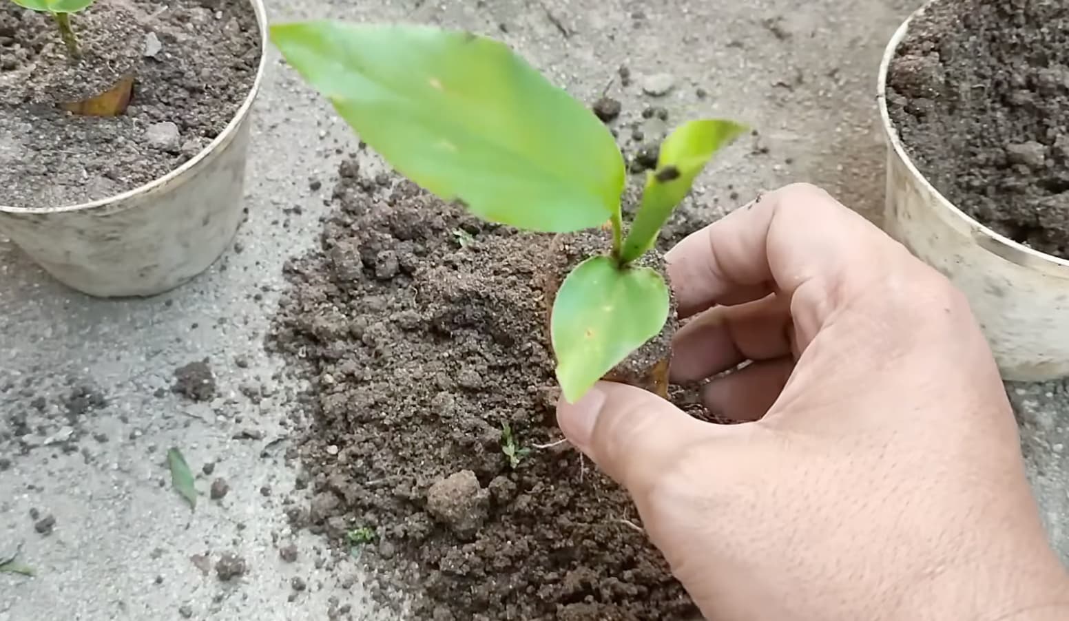 Ez a legjobb tápanyag a szobanövények számára, sok magyar mégsem használja, mert eddig nem is tudott róla