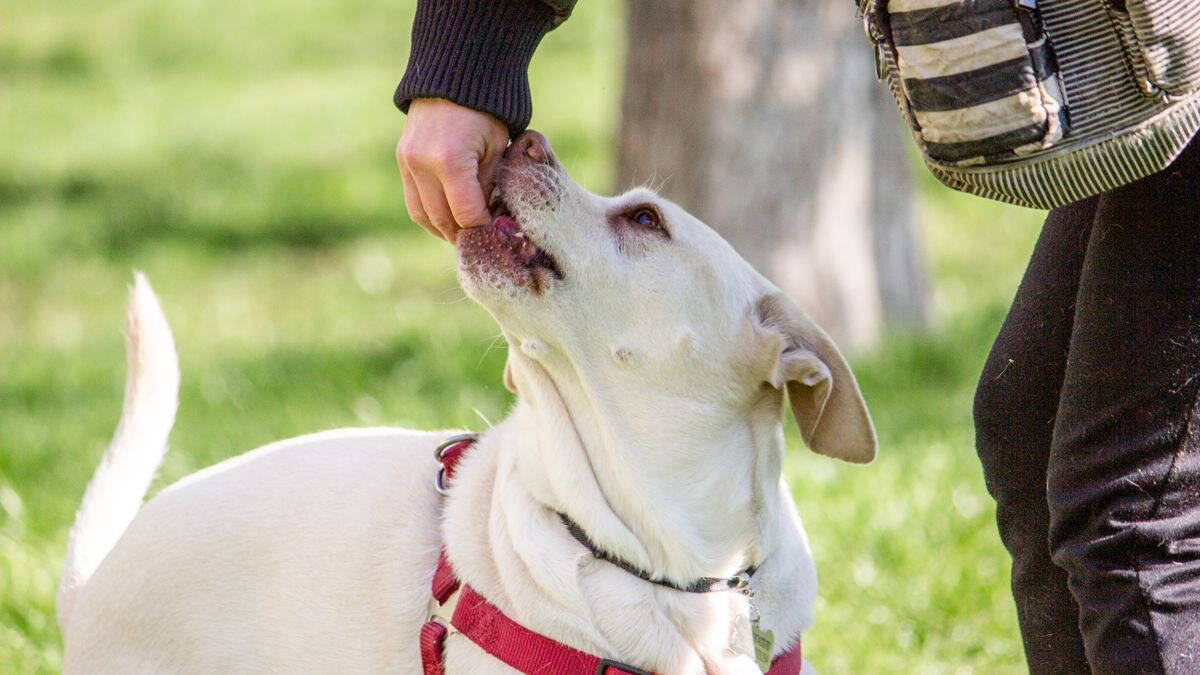 Labrador jutalomfalatot kap séta közben