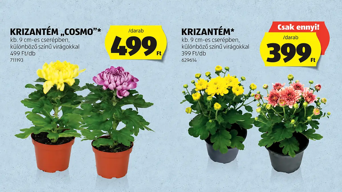 399 és 499 forint lesz a magyar nyugdíjasok 2 kedvenc növénye az Aldiban csütörtöktől