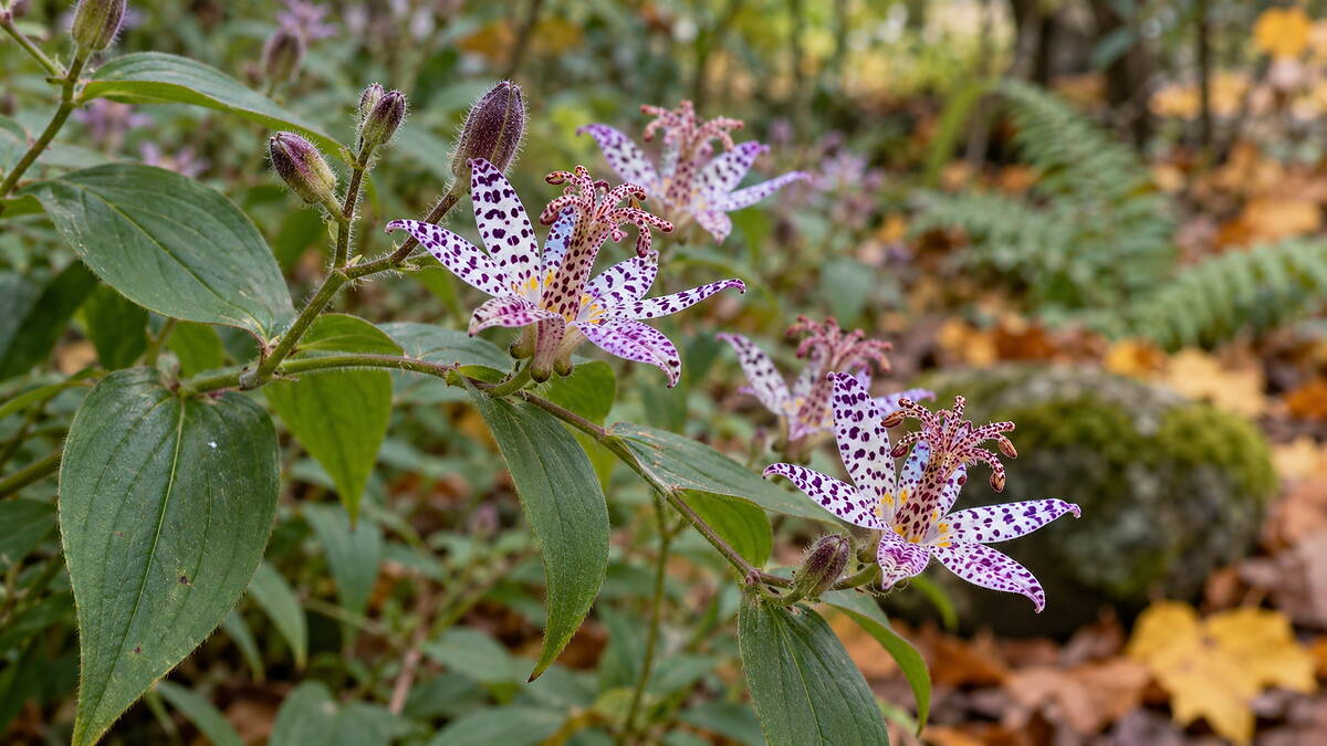 Ez a késő őszi évelő, amely nem hagyja abba a virágzást, és úgy néz ki, mint egy orchidea