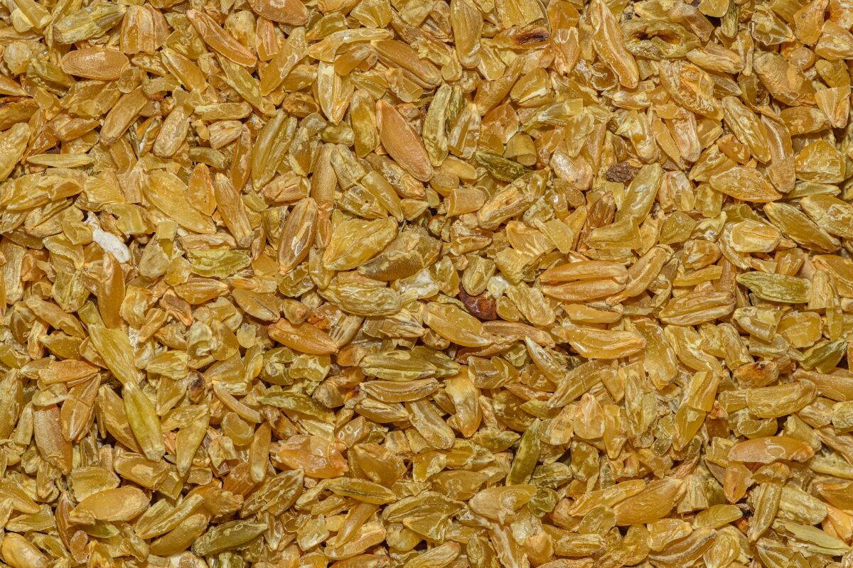 Búzaszemek közelről