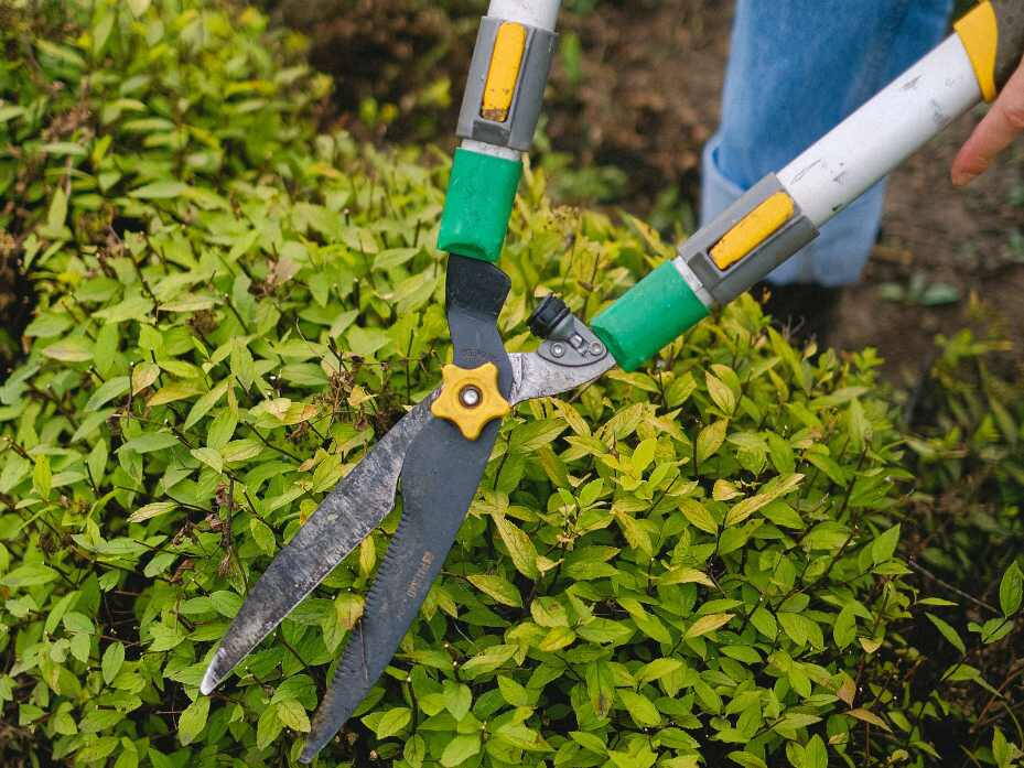 Hortenzia visszavágása metszőollóval a rügypár fölött