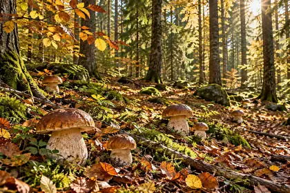 Közel 2 kilós rekordvargányát találtak, 15 ember is jóllakik belőle