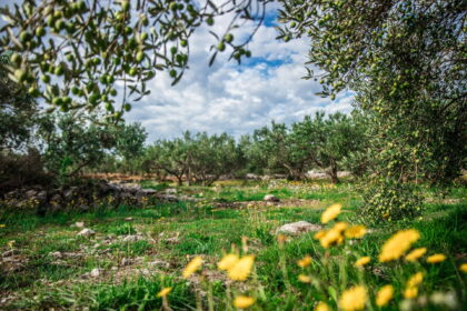 56 ezer euróért árulnak egy kis házat egy dalmát olajfaligetben és a tenger is csak 100 méterre van