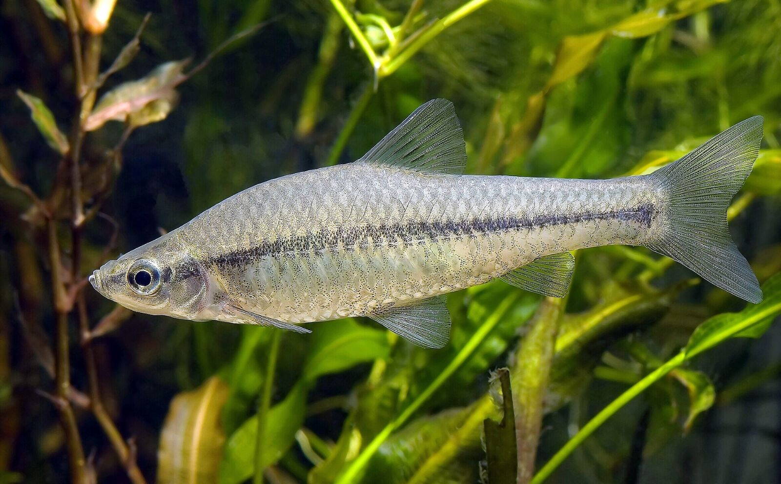 Kínai razbóra, az egyik legelterjedtebb nem őshonos hal a magyar vizekben