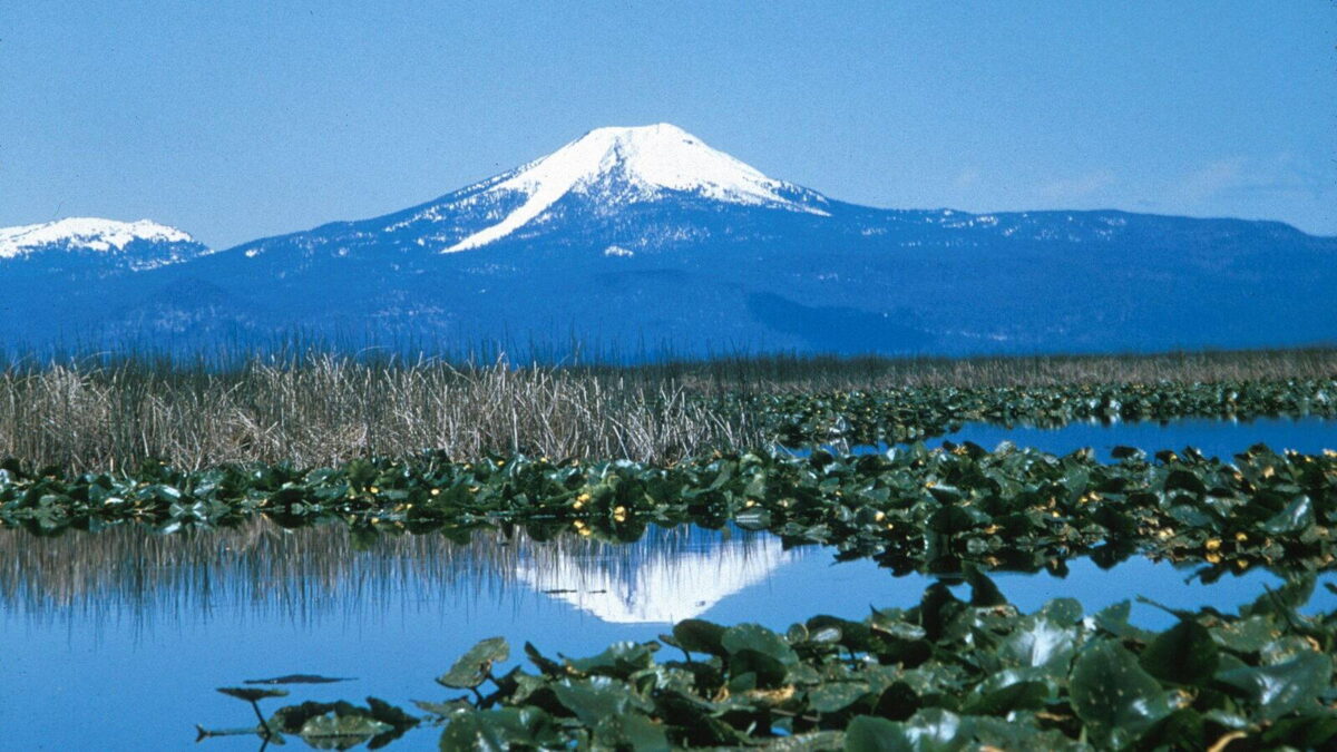 Nádas, vizes élőhely Oregon államban, a Klamath-medencében