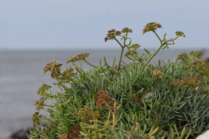 Mínusz 20 fokot is kibírhat ez a mediterrán növény, mégis kevesen ültetik Magyarországon